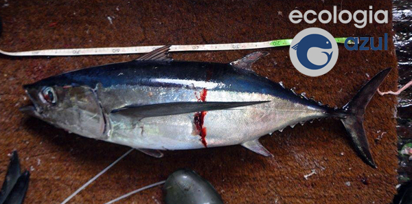 Thunnus alalunga (Bonnaterre, 1788). Foto: Gonzalo Mucientes