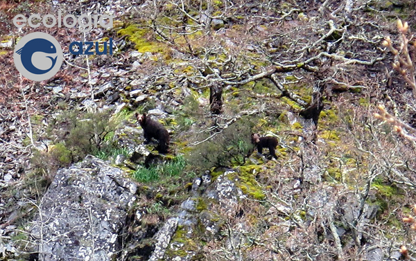 Osa con osezno de segundo año observada en el Alto Sil (foto: G. Mucientes / BEC)