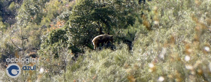 Oso cantábrico en su hábitata natural. Foto: Gonzalo Mucientes