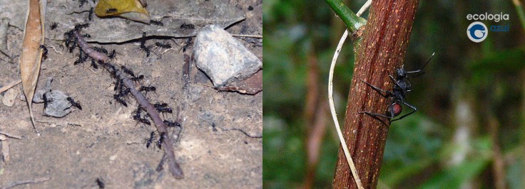 Hormigas en tailandia trabajando en equipo. Foto: Gonzalo Mucientes