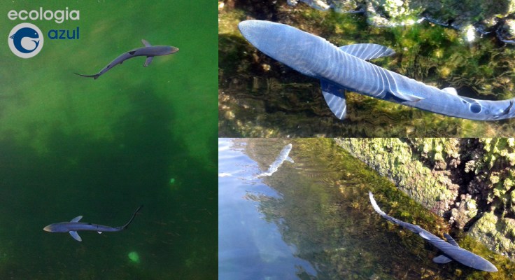 Tintoreras en el puerto de Muros. Fotos: Toño Maño y Rafa Bañón