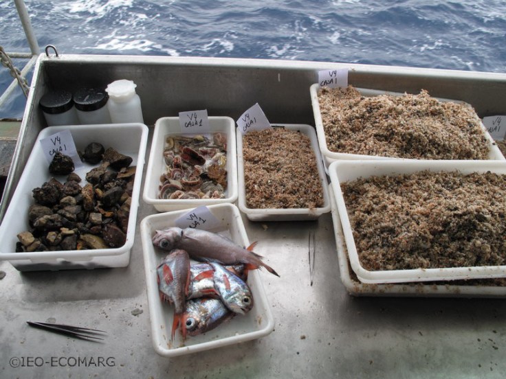 Bandejas de muestras obtenidas en los fondos sedimentarios del Banco de Galicia. Fuente: Alberto Serrano/ECOMARG-IEO