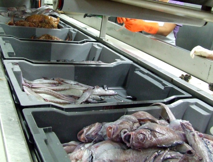 Muestreo a bordo de una camapaña oceanográfica en el Banco de Galicia. Foto: Rafael Bañón