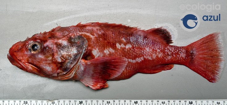 Trachyscorpia cristulata. Foto: Rafael Bañón